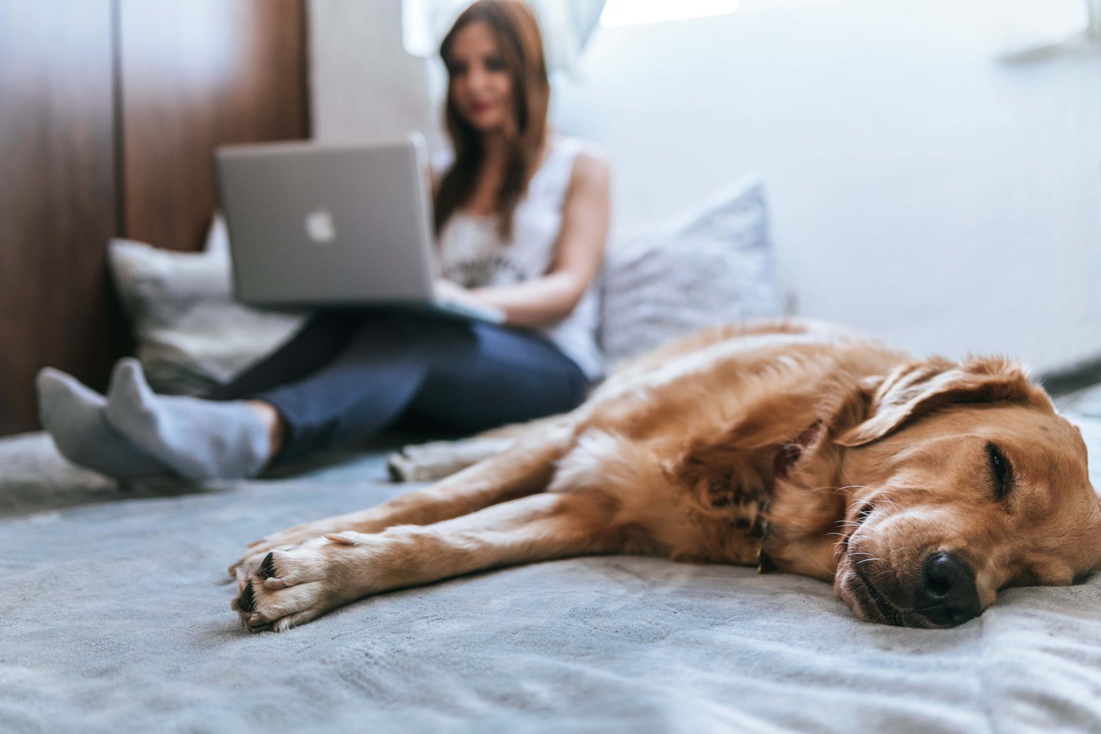 pet sitter college students summer job